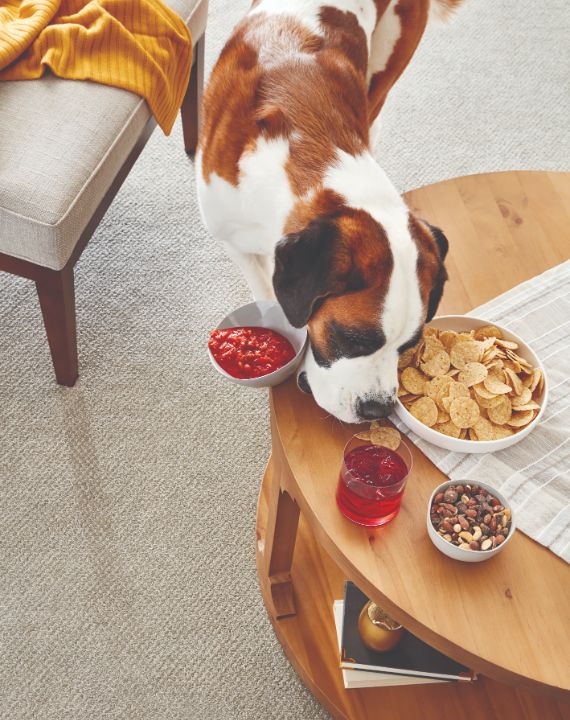 dog knocking salsa onto pet friendly carpet